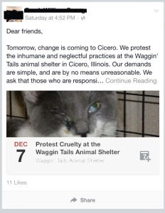 This is one of the photos of a kitten that the small group of activists flasely claim was "abused" at the Waggin'Tails Animal Shelter. In fact, this is how the cat was brought to the shelter. The picture below shows that very same cat recently cared for at the Cicero Shelter.