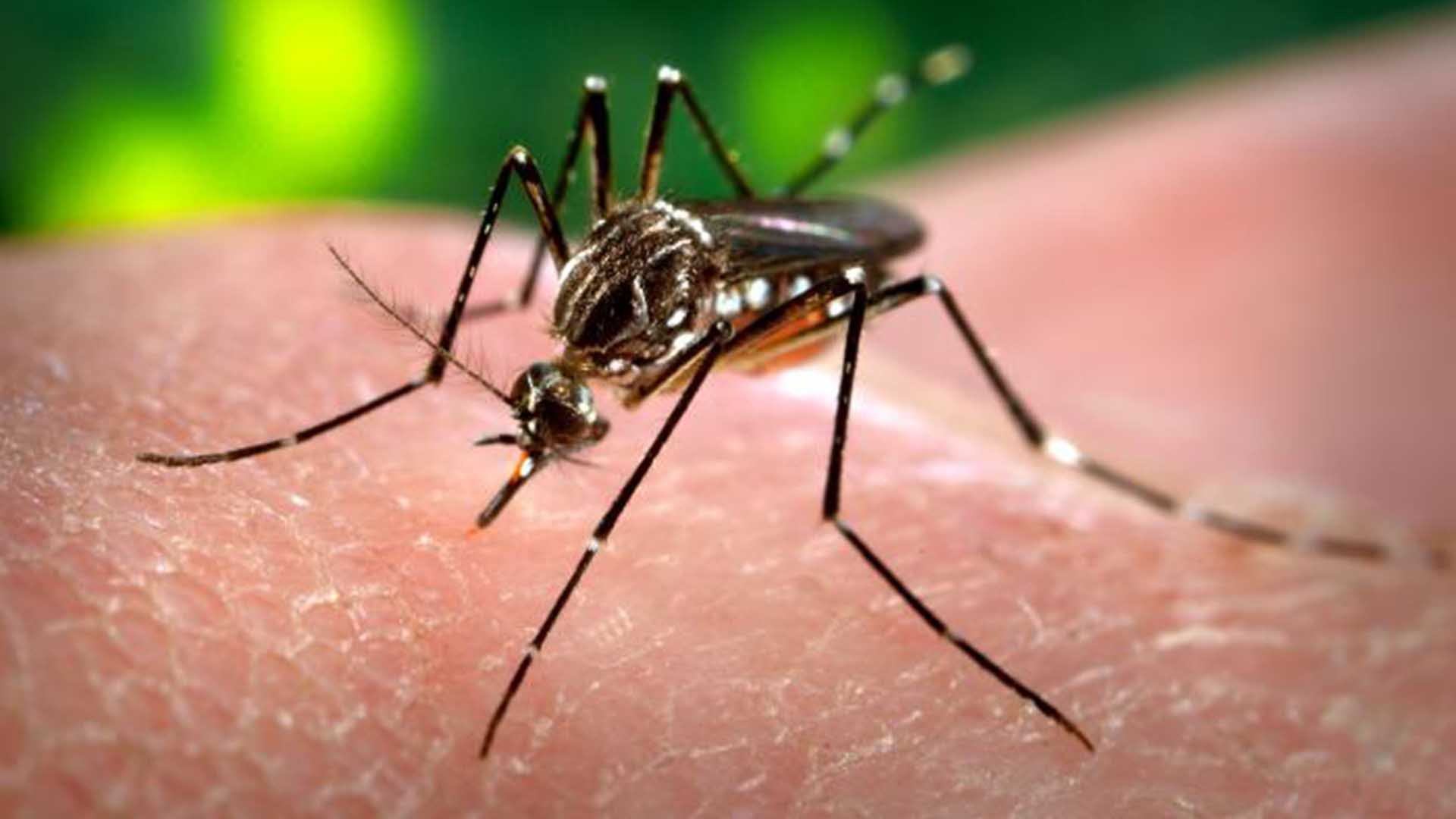 Zika virus mosquito